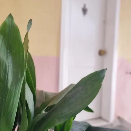 아파트 11 Steps' Lovely In The Center